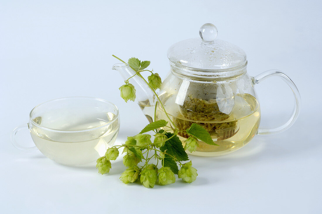 Hop tea in a glass teapot and fresh hops