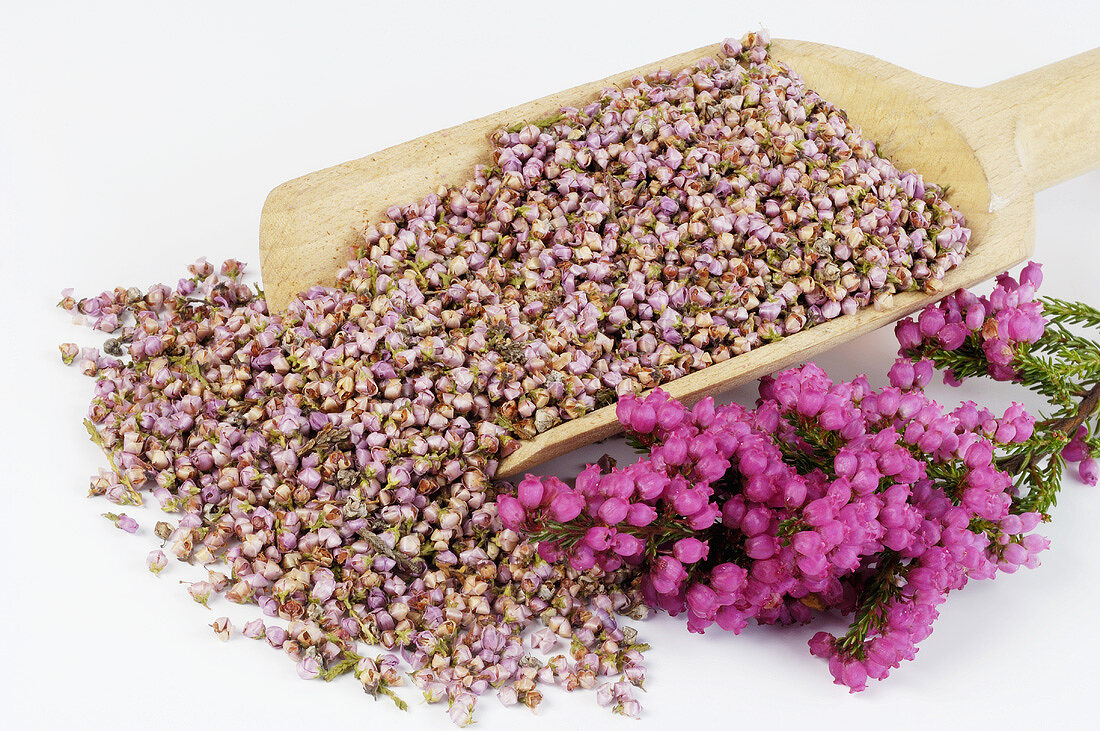 Heather (Erica), fresh and dried flowers