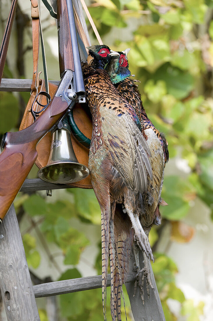 Still life with pheasants and hunting rifle