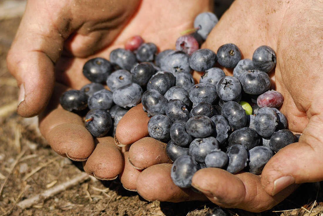 Hands holding freshly picked blueberries