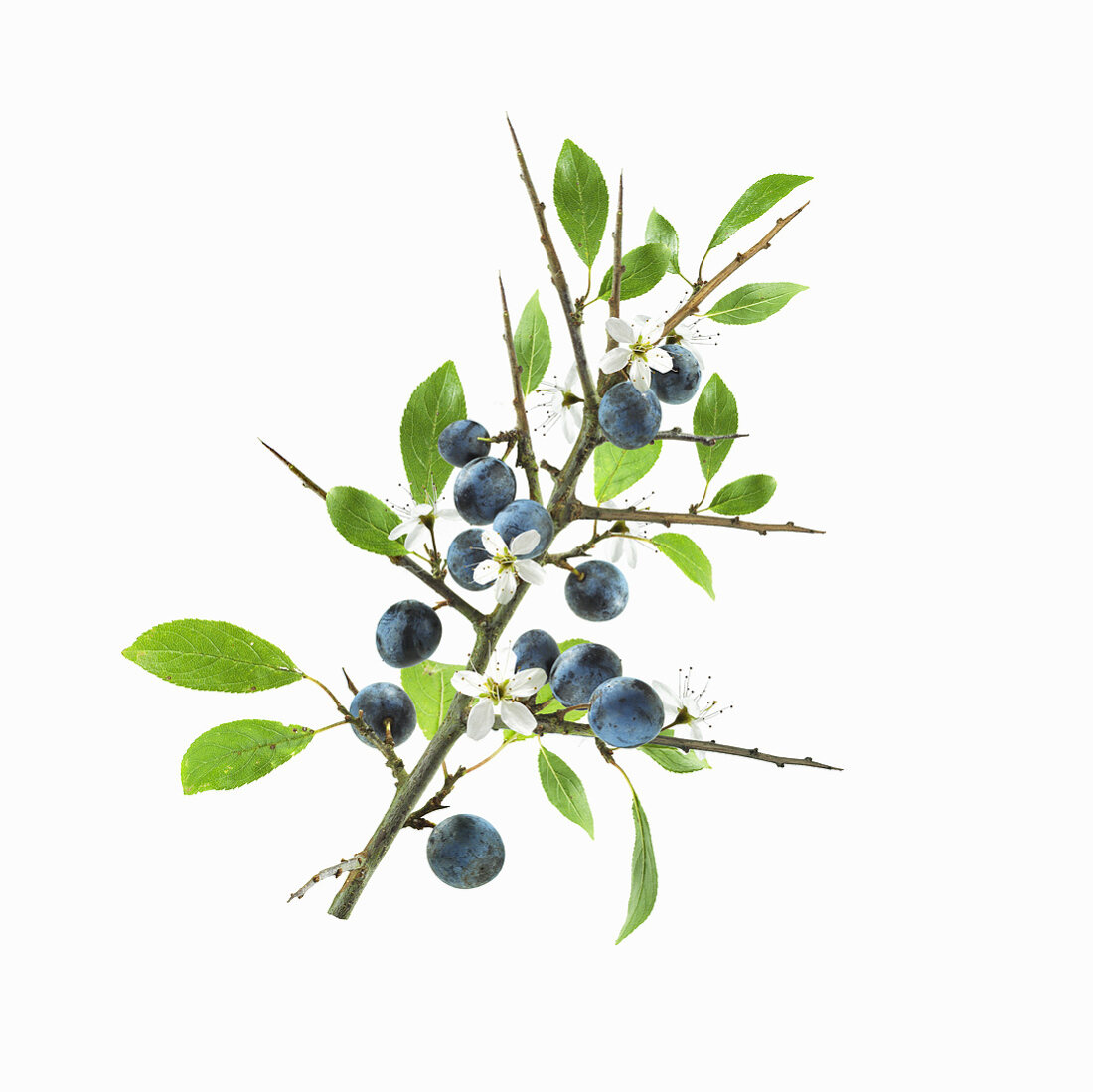 Sloes and blossom on branch