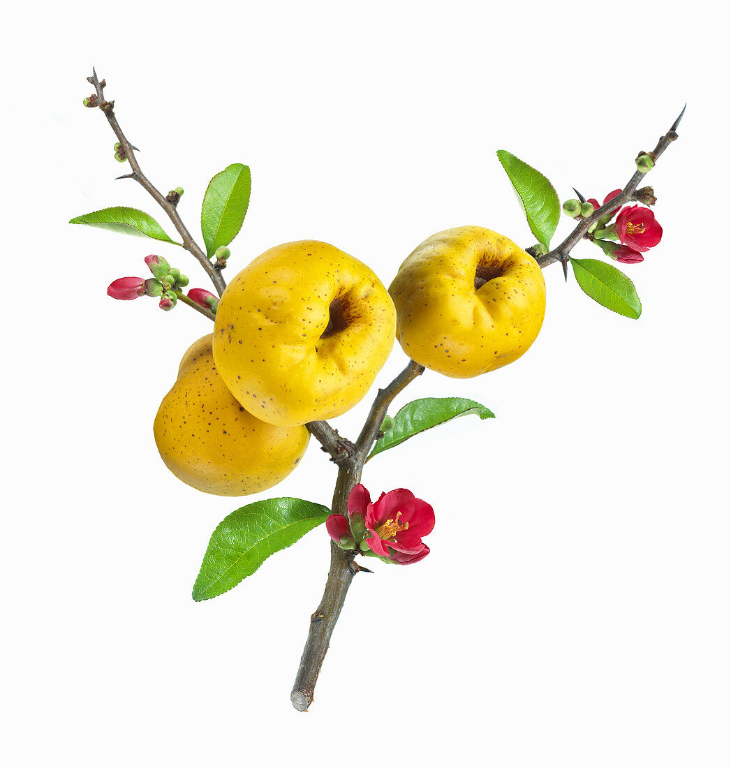 Japanese ornamental quince with blossom on branch