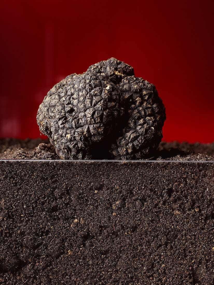 Black truffle