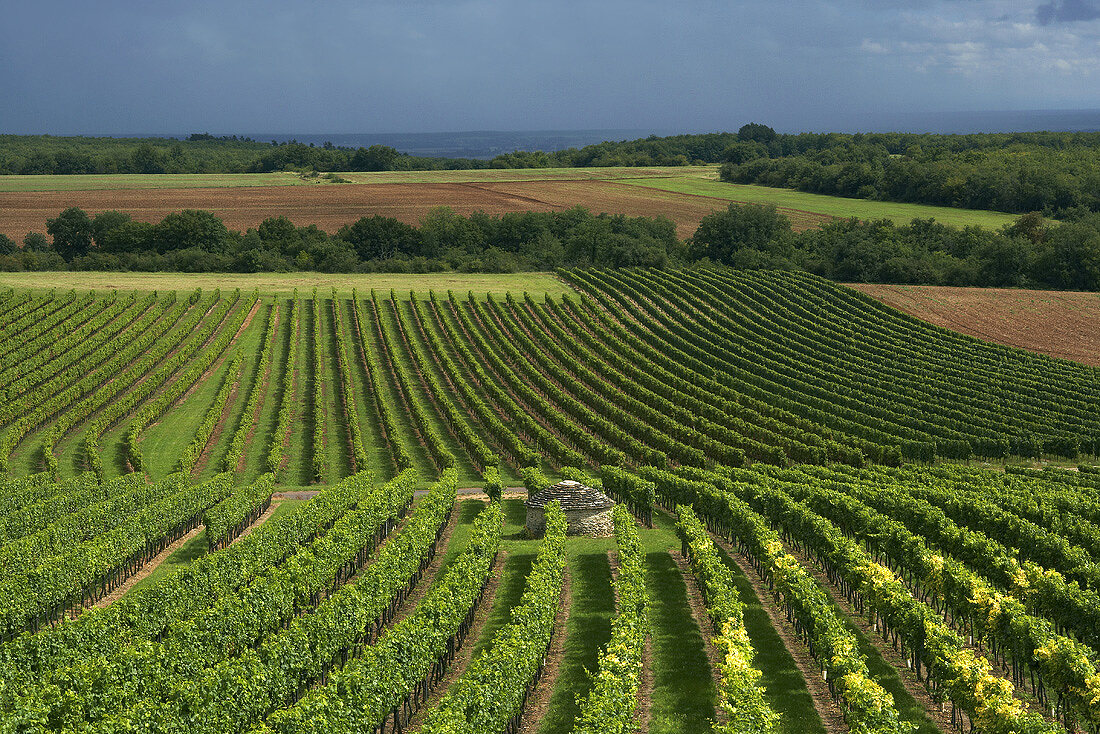 Weinreben in Burgund