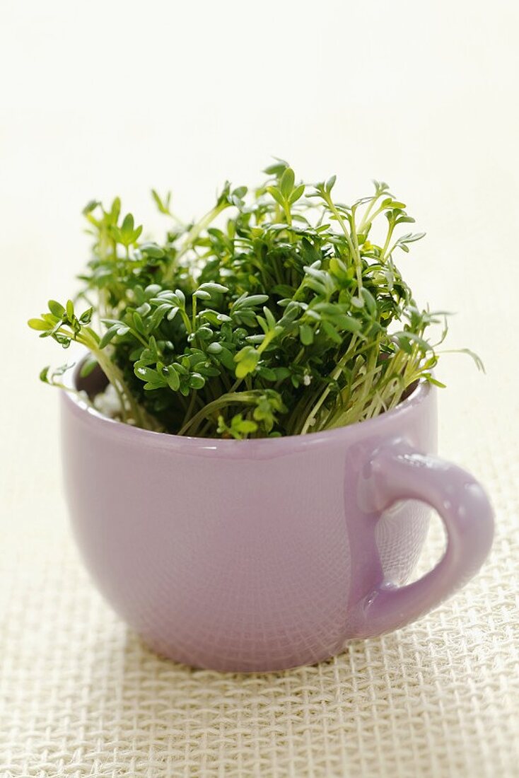 Cress in a cup