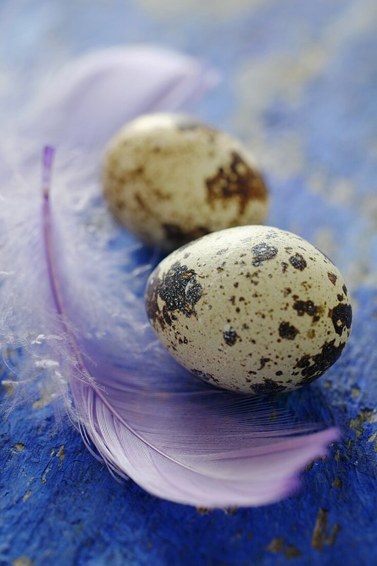 Two quails' eggs with feather