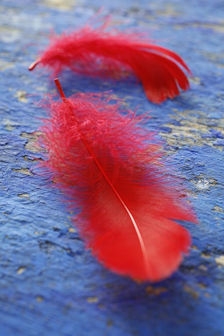 Two red feathers on a blue background