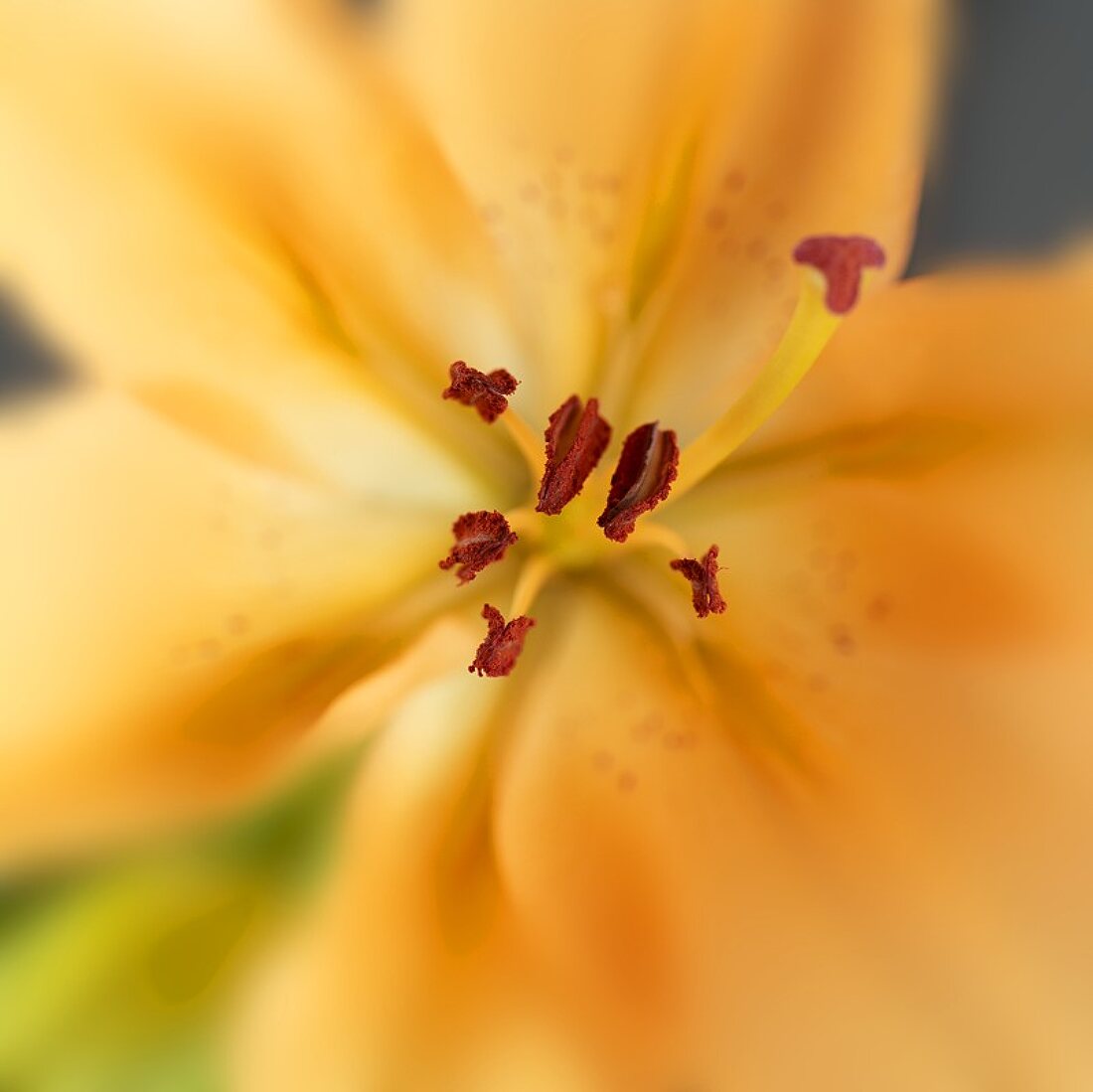 A lily (close-up)