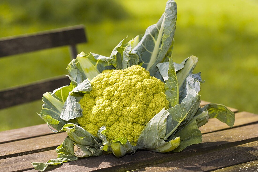 Ein Kopf Romanesco auf eienem Gartentisch