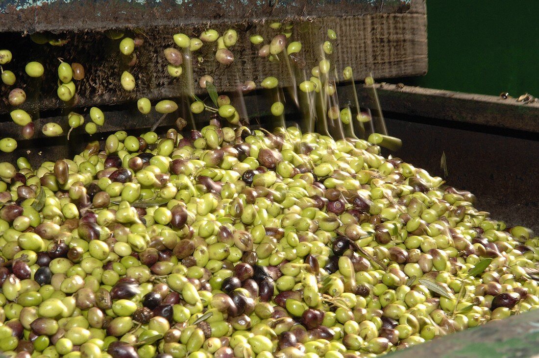 Frisch geerntete Oliven in der Mühle (Ölherstellung)