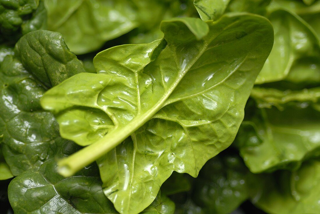 Fresh spinach leaves (close-up)