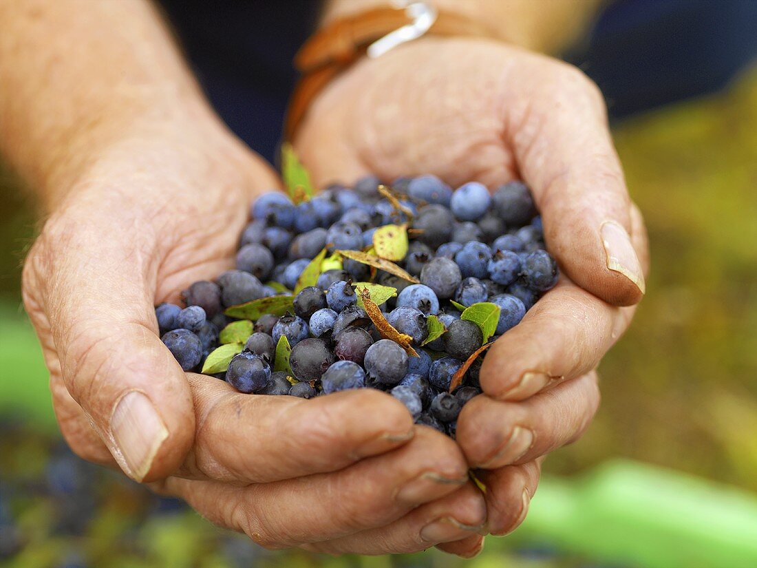 Hands holding fresh blueberries