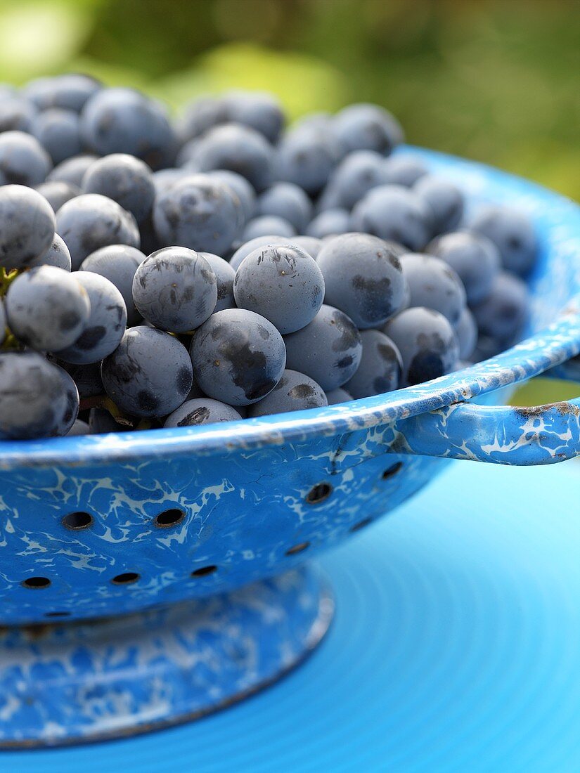 Black grapes (Concord grapes) in blue colander