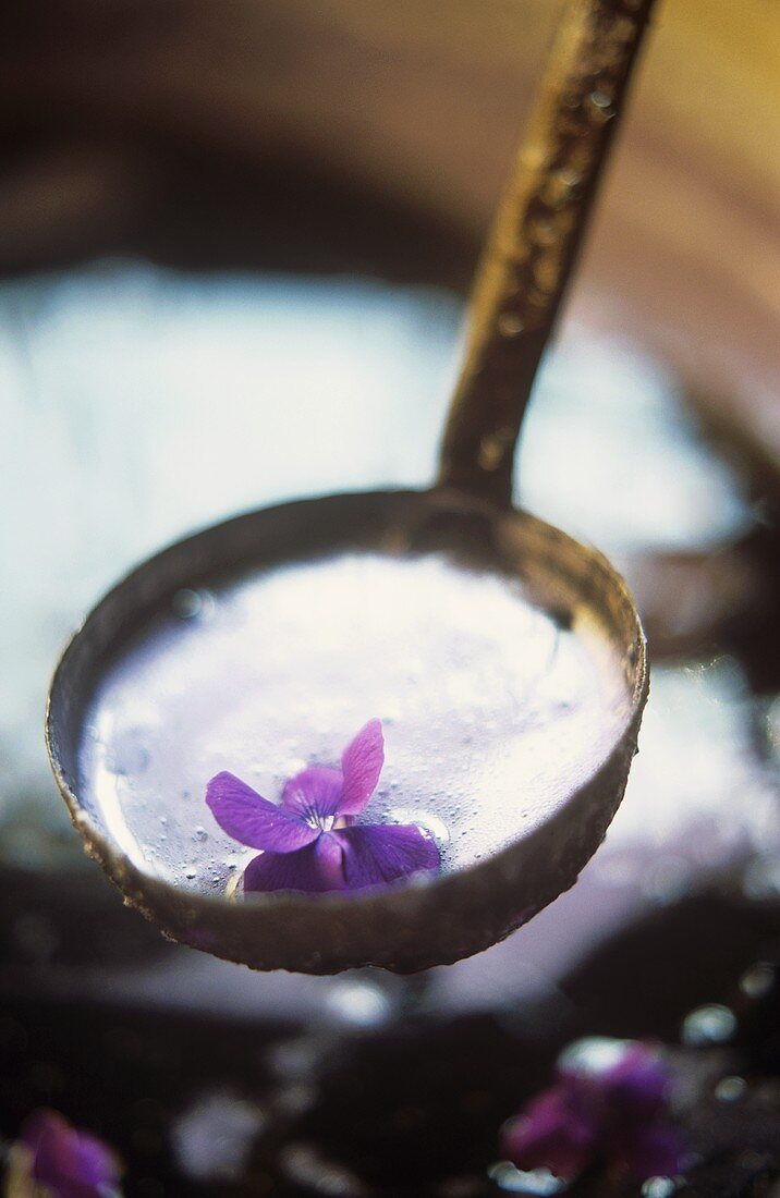 Candying violets