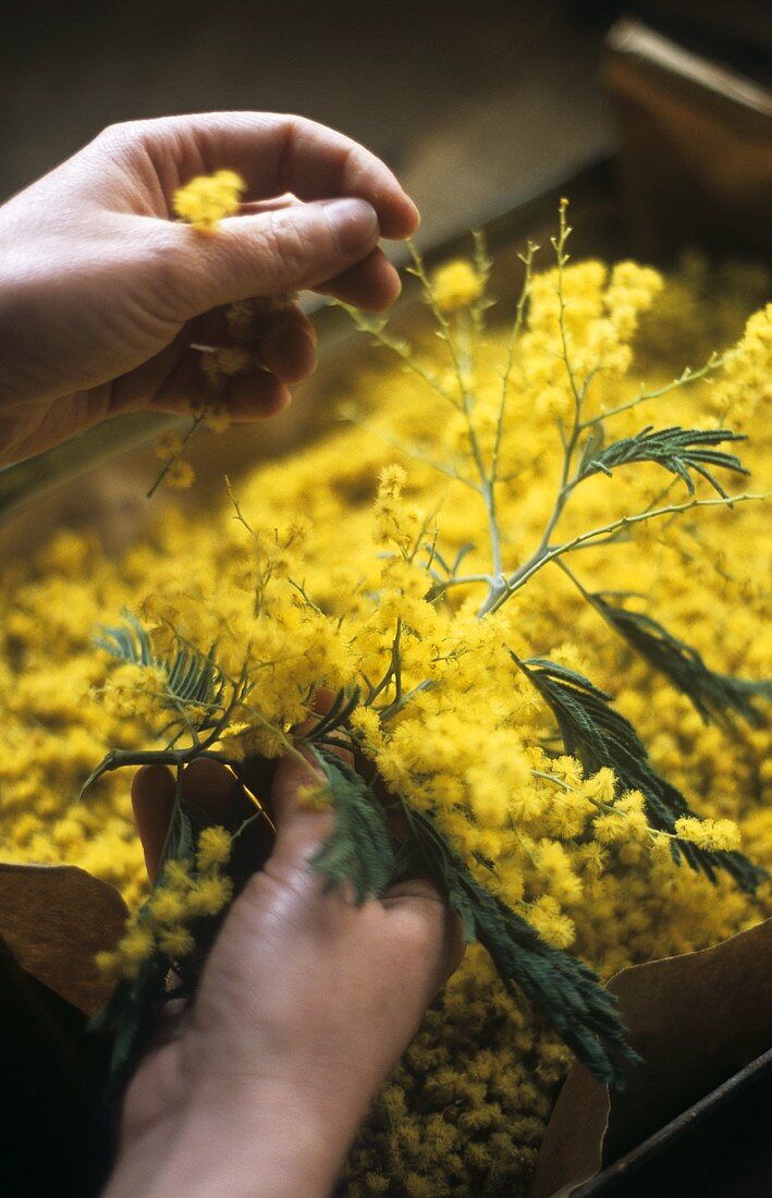 Mimosa flowers