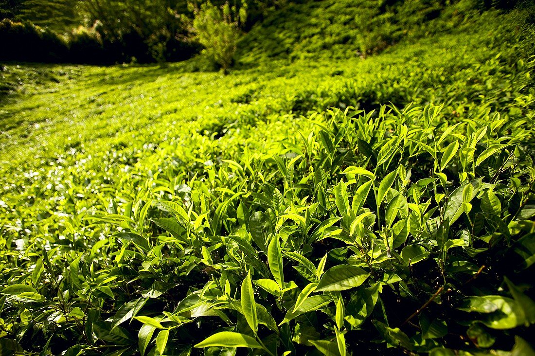 Tea plantation (Sans Soucis, Mahé, Seychelles)