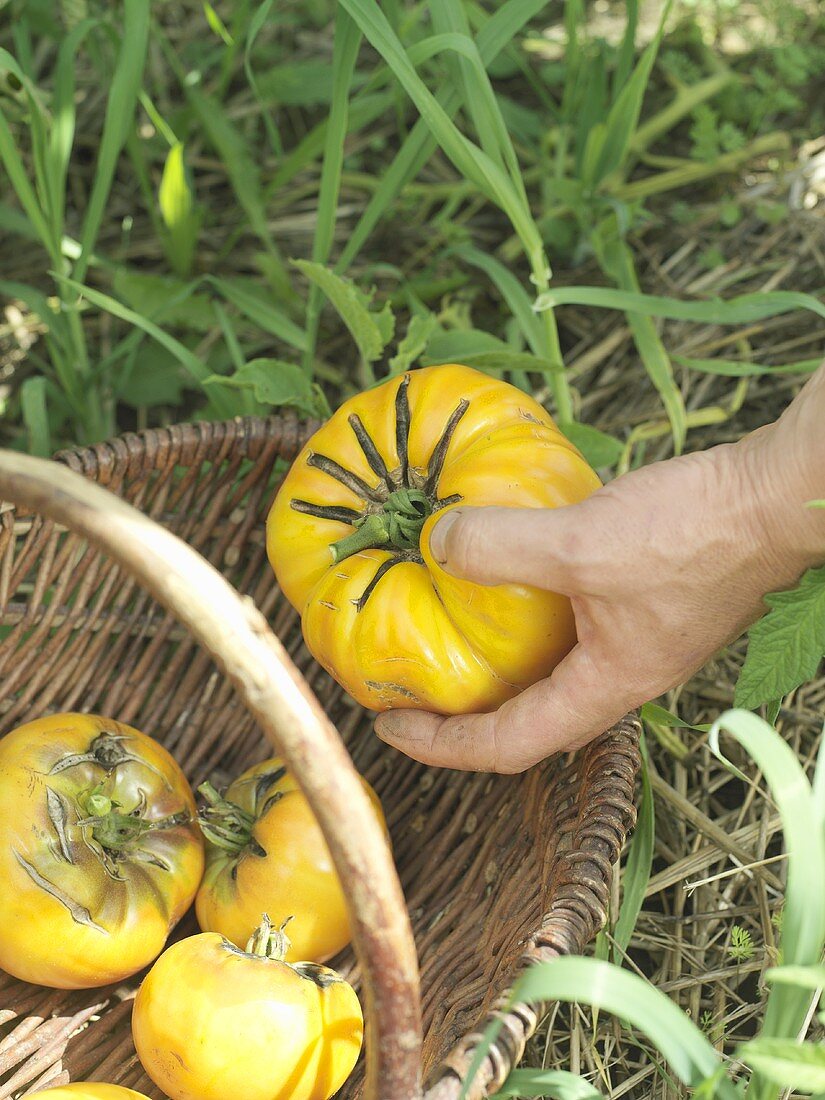 Picking yellow tomatoes