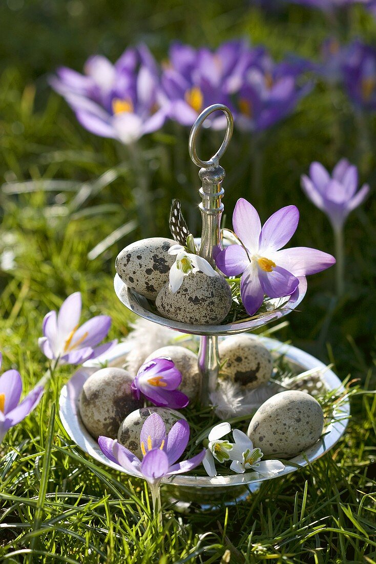 Wild crocuses, snowdrops and quails' eggs on tiered stand