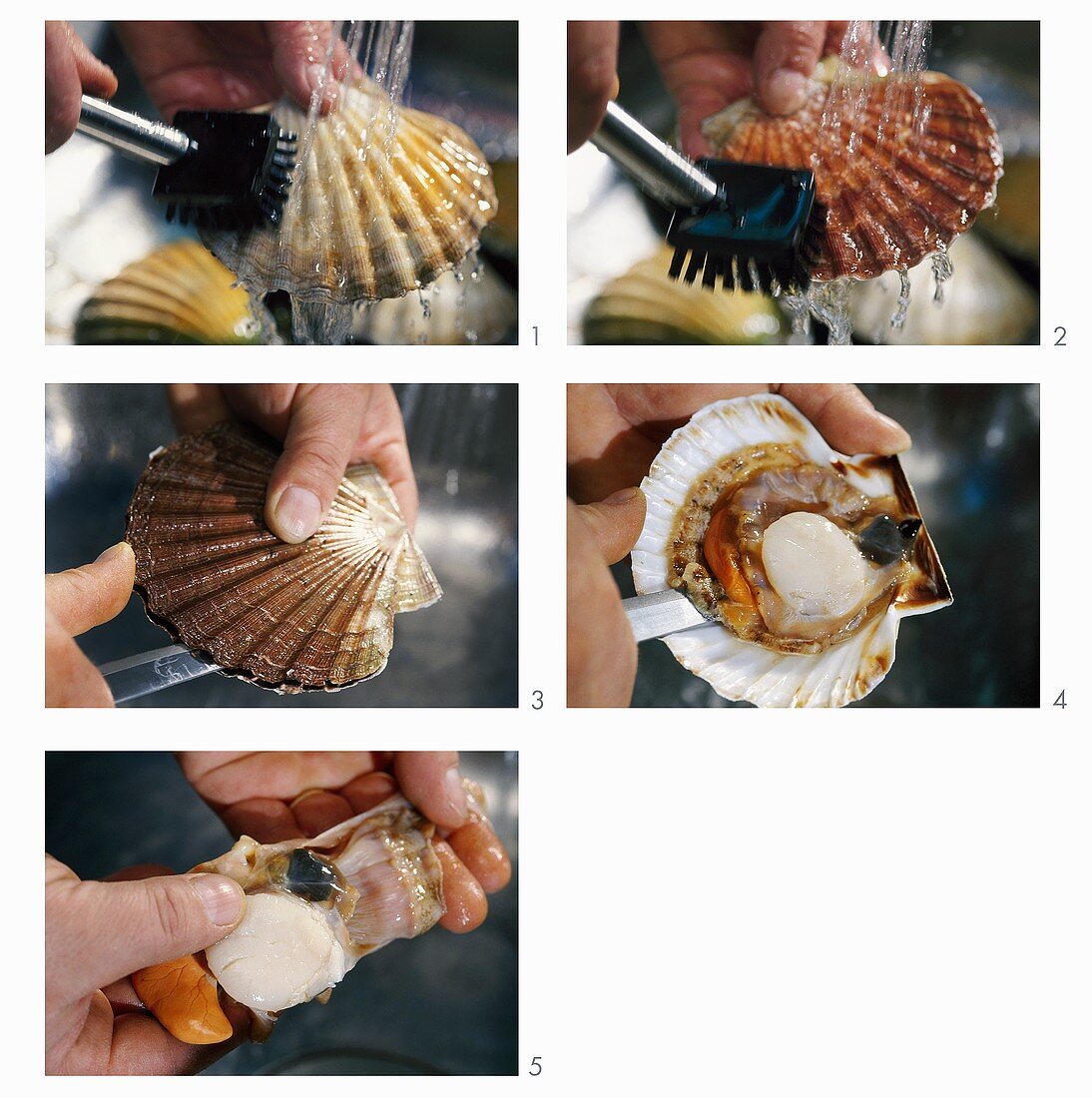 Cleaning and shucking scallops
