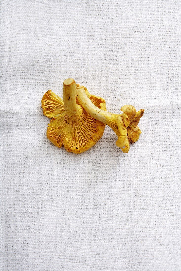 Two chanterelles on white cloth