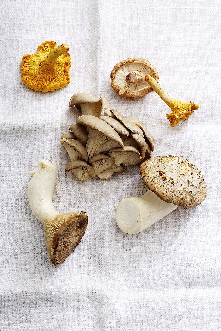 Various types of mushrooms on white cloth