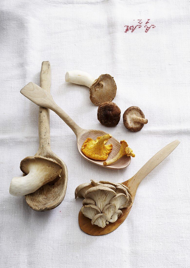 Verschiedene Pilze mit Holzlöffeln