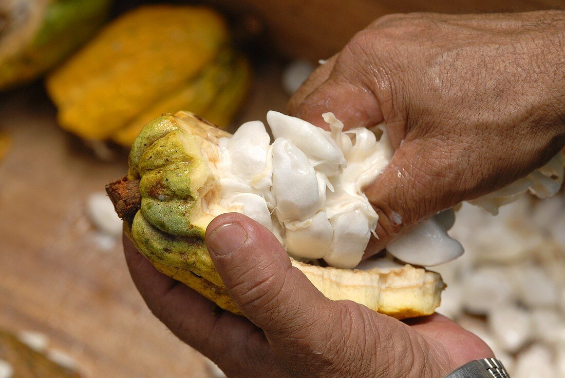 Kakaofrucht öffnen