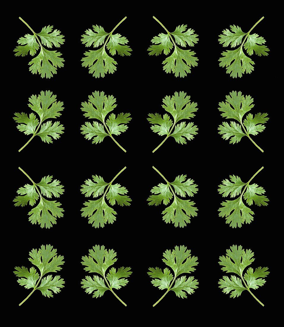 Parsley leaves against a black background
