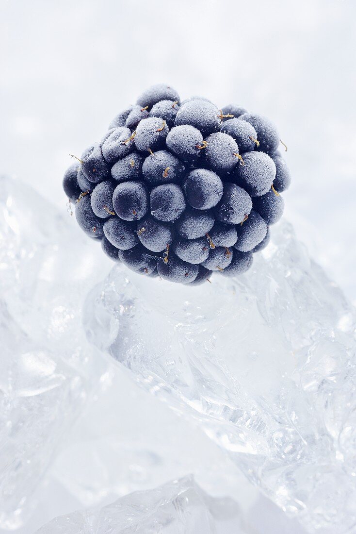 Frozen blackberry on ice cubes