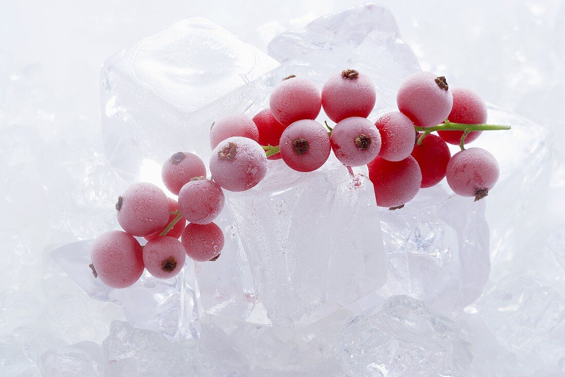 Frozen redcurrants on ice cubes