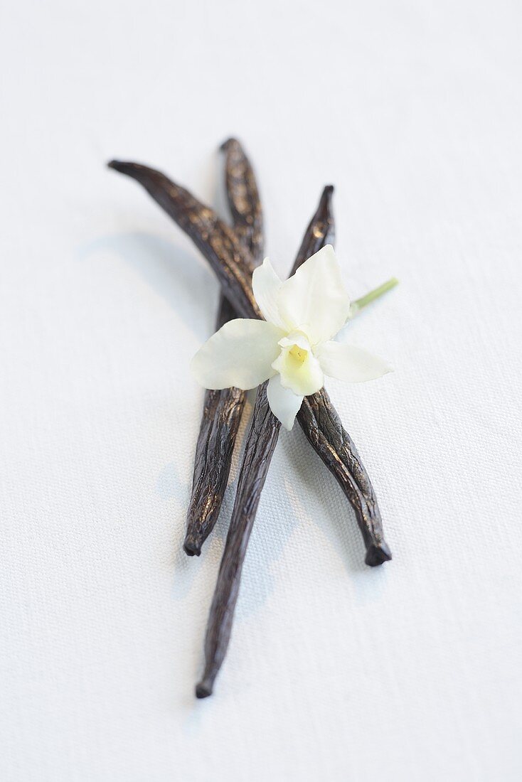 Vanilla pods with vanilla flower