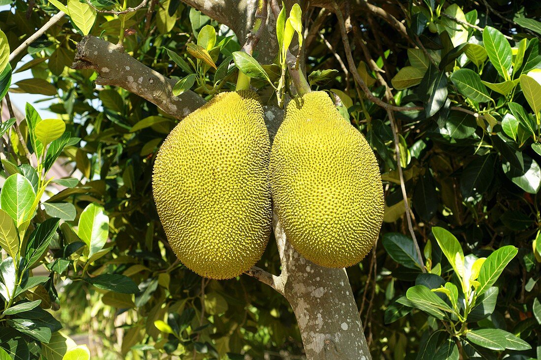 Ripe jackfruit on the tree (Thailand)