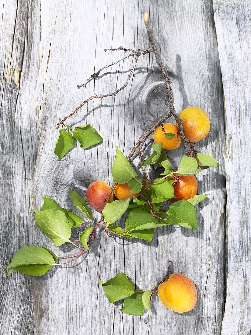 Apricot branch on wooden background