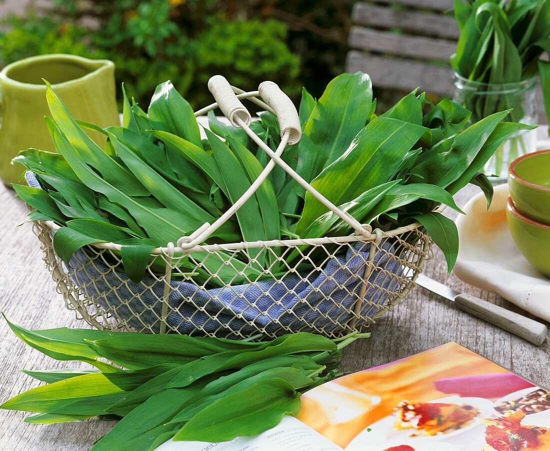 Freshly picked ramsons leaves (wild garlic) in a wire basket