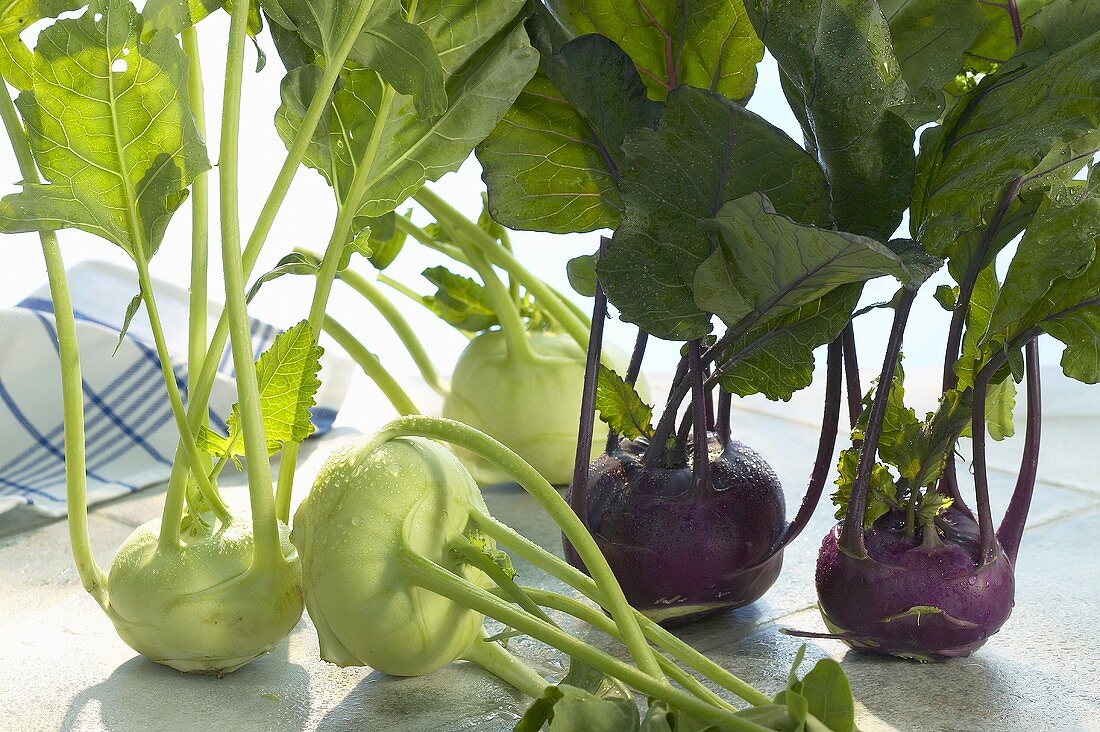 Grüne und rote Kohlrabi mit Wassertropfen