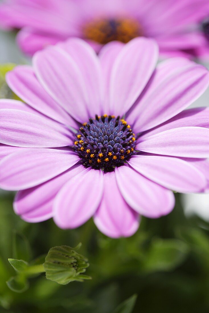 African daisies