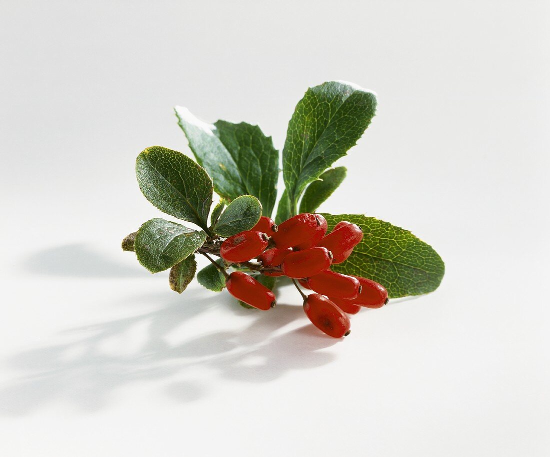 Barberries with leaves