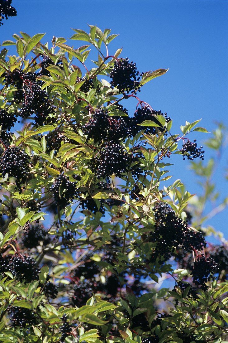 Holunderbeeren am Strauch