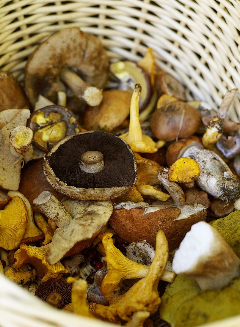 Assorted mushrooms in a basket