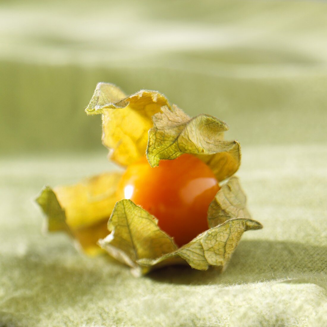 A Cape gooseberry with husk