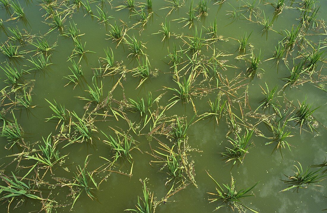 Rice plants in the field (Valencia, Spain)