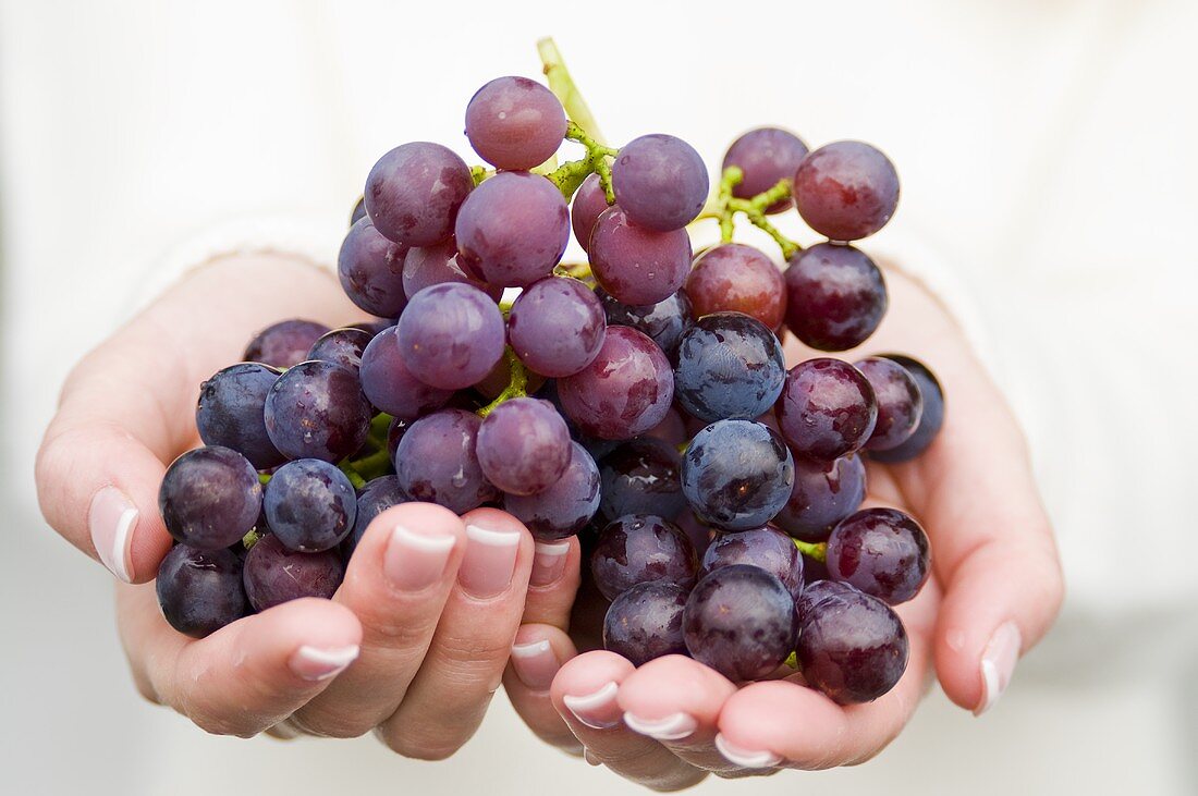 Hände halten rote Weintrauben