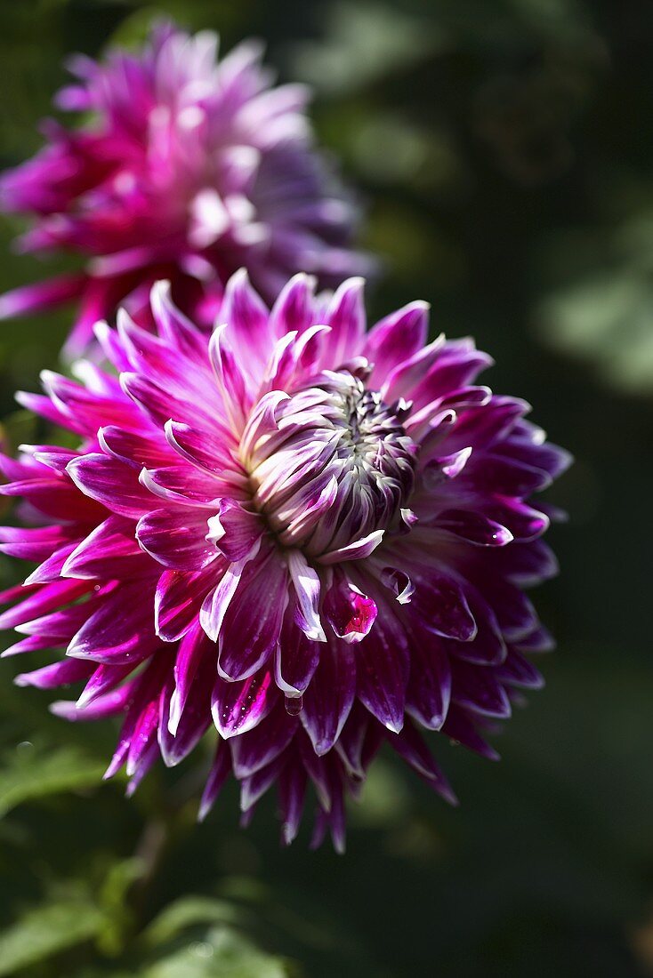 Dahlias