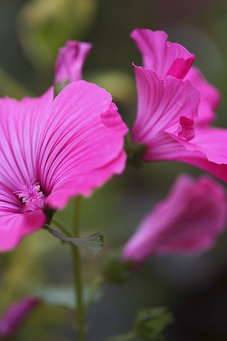 Pink mallow flowers (Silver cup)