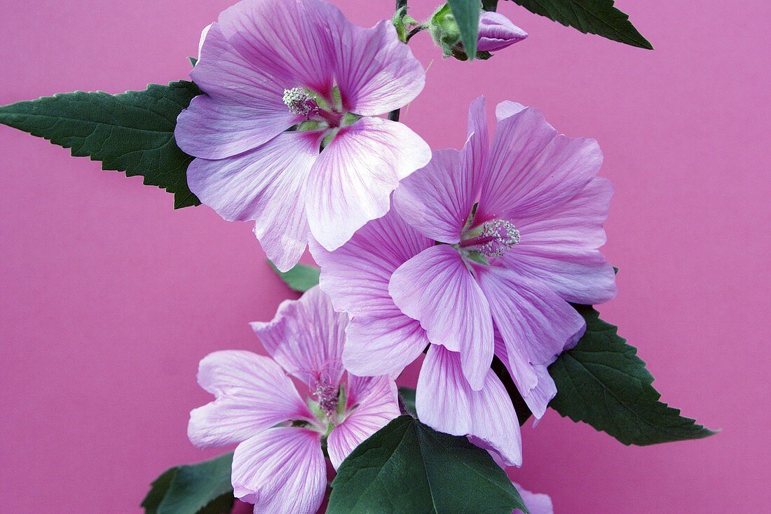 Pink mallow flowers (Silver cup)