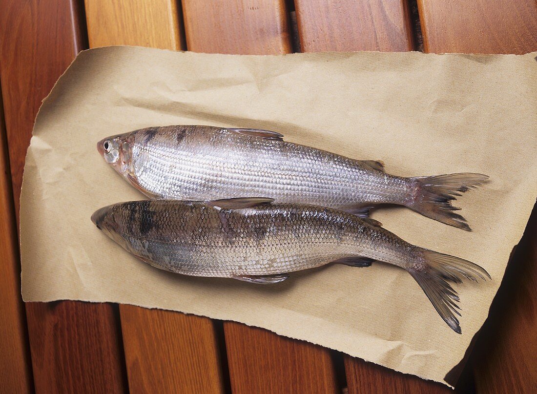Two fresh whitefish on paper