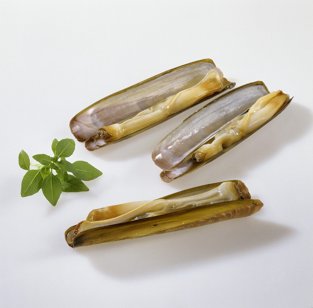 Razor clams, opened