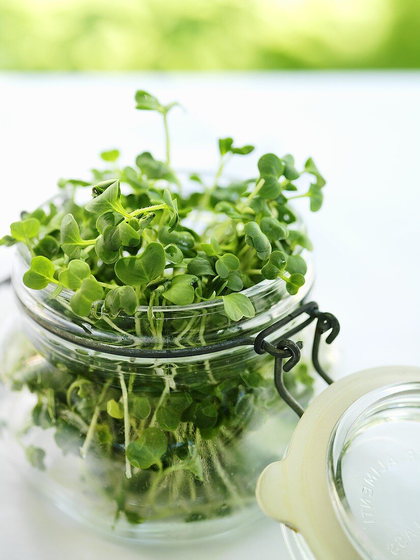 Radish sprouts in a preserving jar