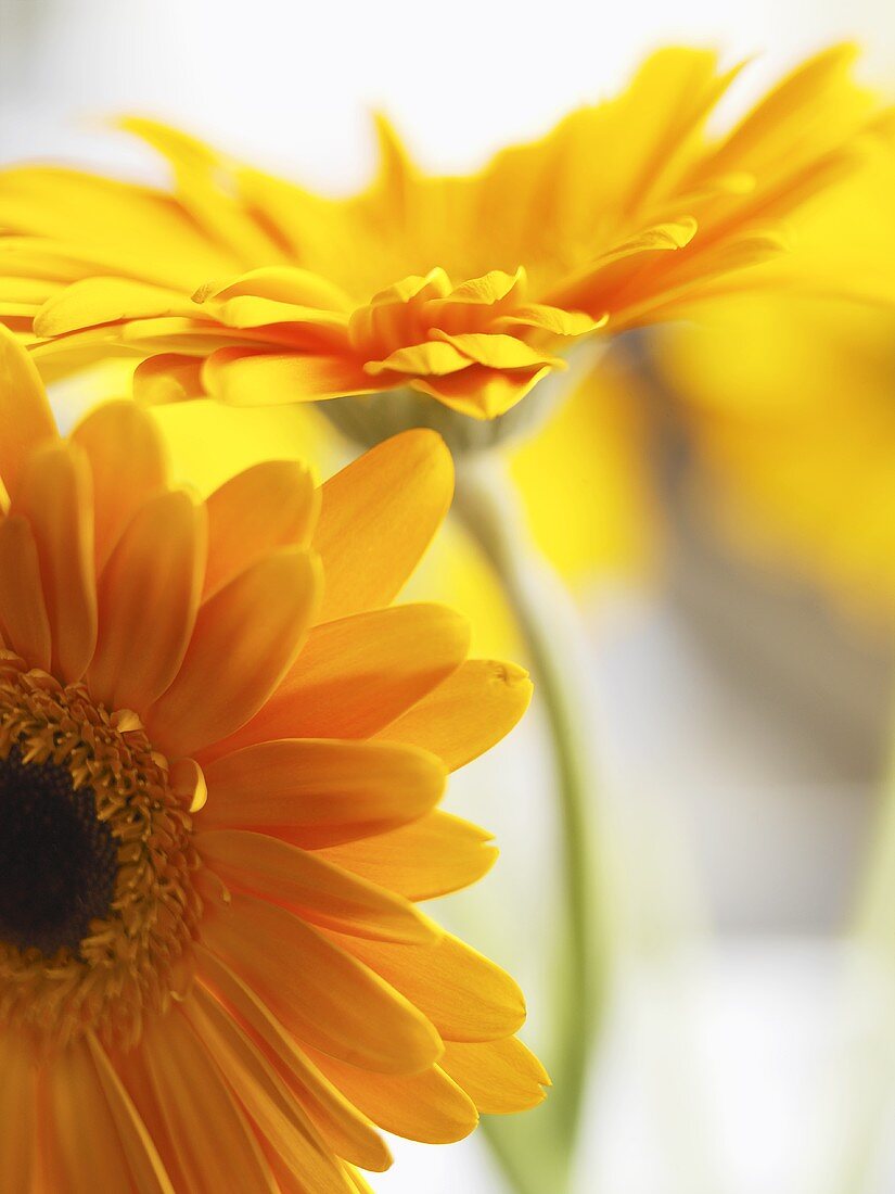 Two yellow gerberas