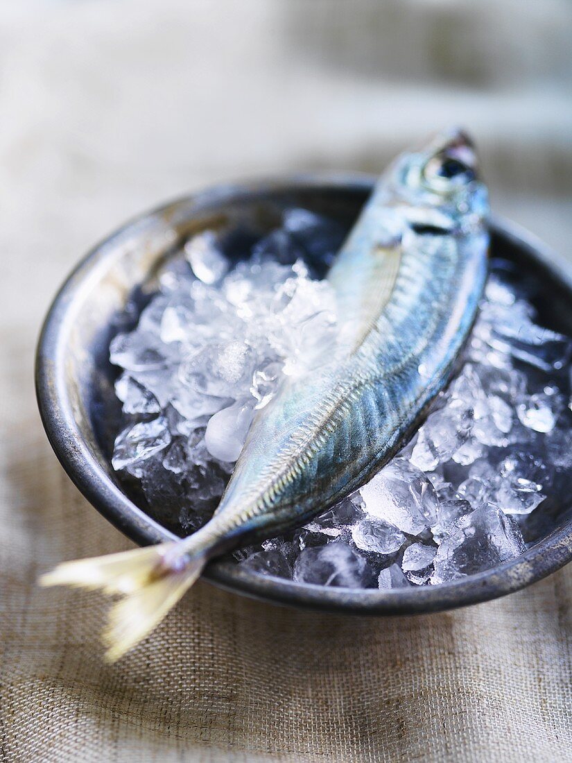 A mackerel in a dish of ice